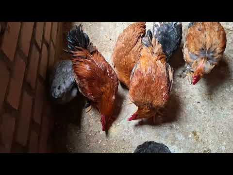 Por que mis gallinas se enferman si las cuido bien