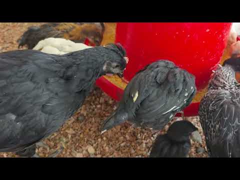 Como CURAR a tus GALLINAS heridas