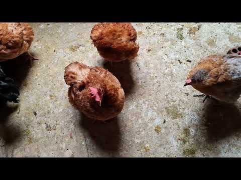 Como prevenir enfermedades mortales en tus gallinas
