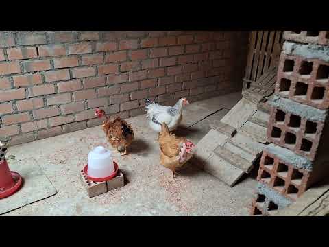 Es recomendable la crianza de gallinas criolla