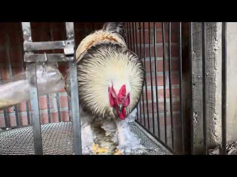 Que resultado sale de un cruce de gallina CRIOLLA BRAHMA