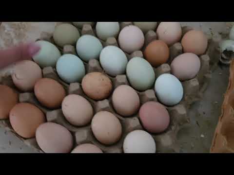 Recolectando huevos de gallinas criollas en un día