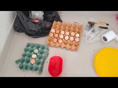El trabajo que debes hacer para tener gallinas libres de