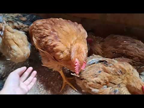 Como cuidar a tus gallinas en temporada de lluvia