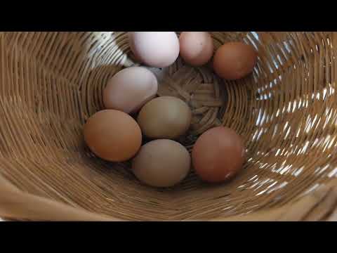 Cría gallinas de forma casera desde casa