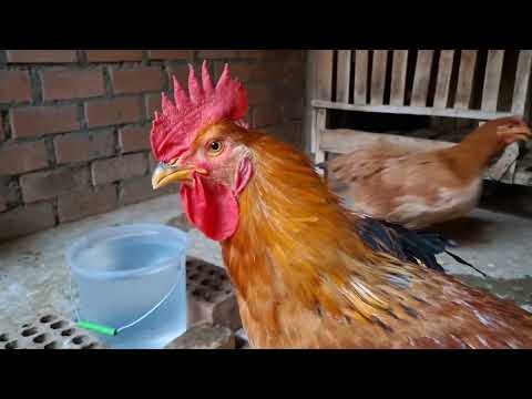Que alimentos NO se deben dar a las gallinas y por que