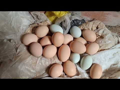 Cómo conseguir huevos nutritivos y de calidad