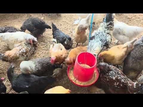 Como vivir con 50 gallinas en CASA SIN GASTAR dinero