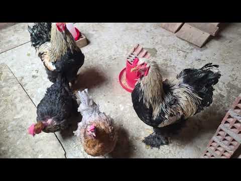 Como aportar CALCIO a tus gallinas criollas