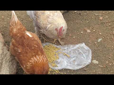 La forma correcta para poder criar gallinas como negocio