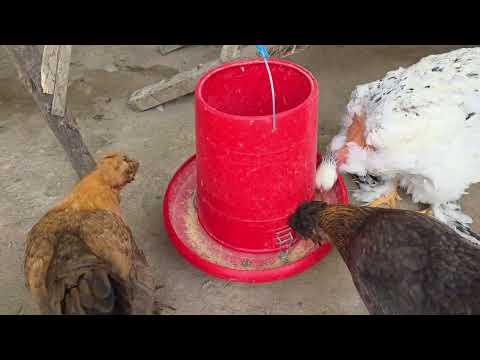 Vale la pena tener una gallinas clueca