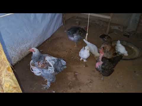 Esto es lo que debes de hacer si crías gallinas