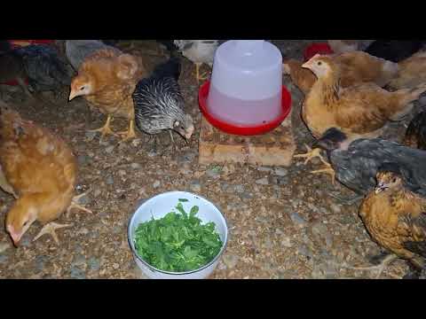 Nunca le des alfalfa a tus gallinas antes de tiempo