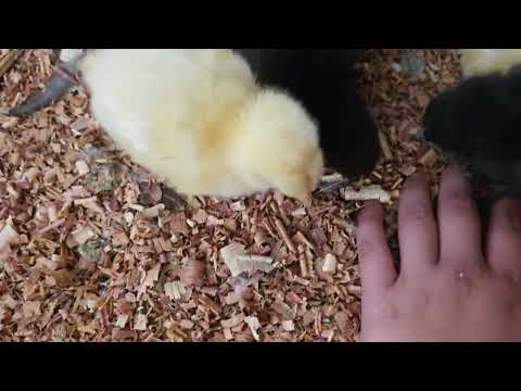 Manejo cuidados y crianza de pollos bebés