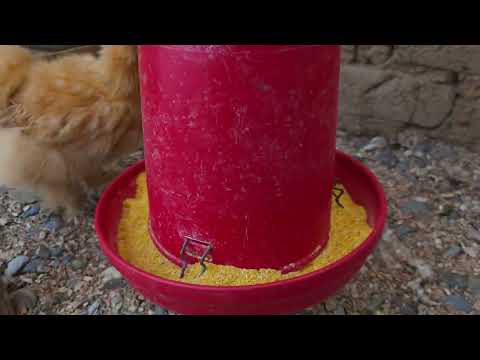 Que pasa si le doy comer CEBOLLA a mis gallinas