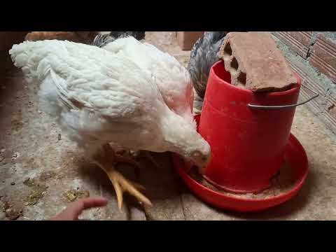 Como criar gallinas criollas de manera rentable