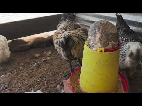 Gana tu propio dinero hoy mismo con 8 gallinas
