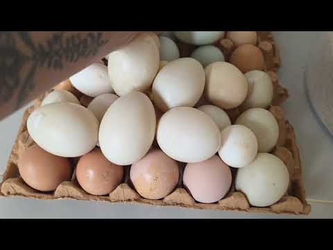 Por esta razón debes criar gallinas criollas y NO ponedoras