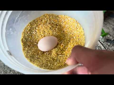 Cómo hacer para que tus gallinas pongan buena cantidad de