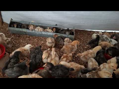Cómo cuidar a tus pollos recién nacidos con plástico