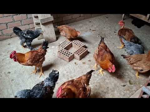 Quieres que todas tus gallinas vivan dale este medicamento