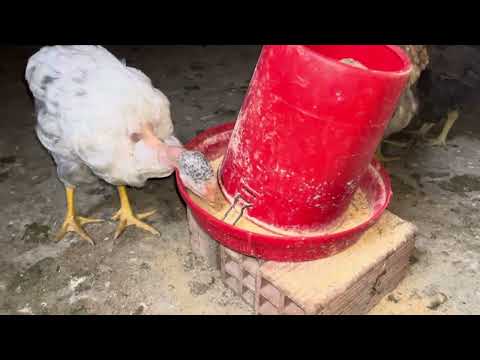 Mis gallinas crecen muy rápido aquí está el secreto
