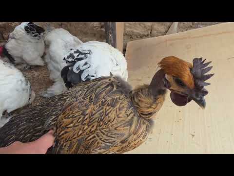 Un pequeño error y puede ser el FRACASO para tus gallinas