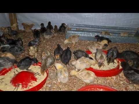 Un negocio con gallinas en pleno 2025 Funcionará