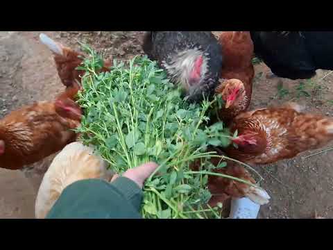 Las ventajas de darle alfalfa a tus gallinas