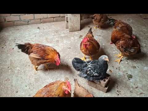 Como salvar a tus gallinas de las enfermedades