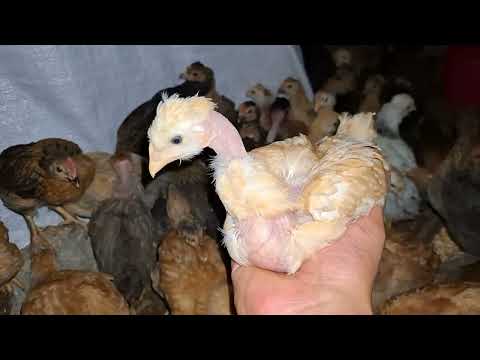 Cómo ganar dinero con el negocio de las gallinas criollas