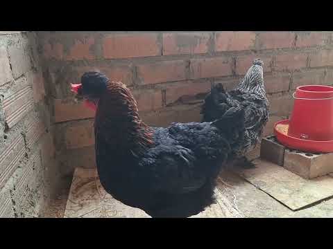 Las gallinas que comen huevos tienen solución