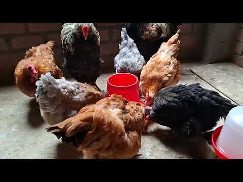 Mis gallinas se enferman y no pueden caminar Triste