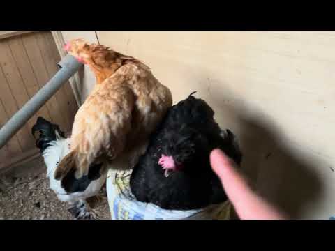 Cría y vende gallinas para ganar dinero