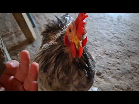 NUNCA hagas esto si tus gallinas se enferman