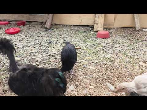 Cómo tener gallinas CRIOLLAS que ponen huevos verdes y