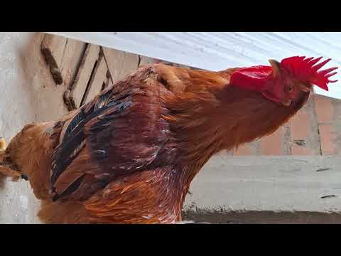 Dale cebolla a tus gallinas y no te arrepentirás