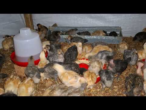 por esta razón es recomendable criar gallinas criollas