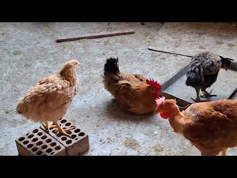 Ten cuidado de estas enfermedades en tus gallinas