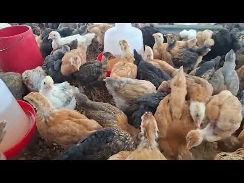 Que hacer con tus gallinas enfermas Evita fracasar en tu