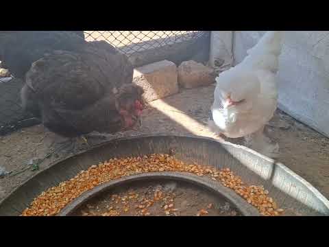 El secreto para que mis gallinas pongan huevos más grandes
