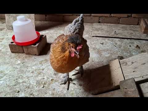 Has esto si quieres vender rápido tus gallinas