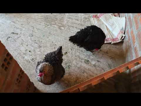 El mejor secreto para tener gallinas cluecas más rápido