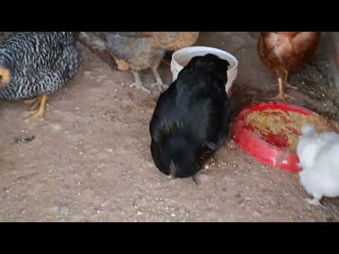 Gallinas mejoradas reproductoras para sacar pollitos