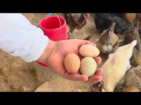 TRUCOS para que tus gallinas pongan MÁS HUEVOS