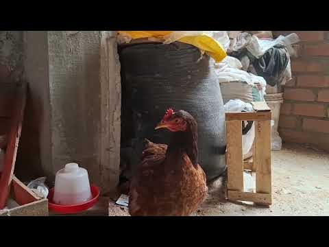 Como encluecar gallinas de manera fácil y efectiva