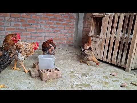 Tienes gallinas enfermas mira aquí la solución