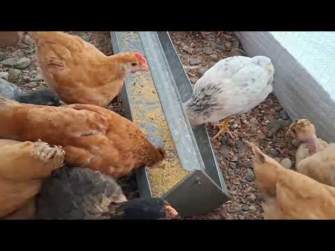 Es rentable criar gallinas criollas para hacer dinero