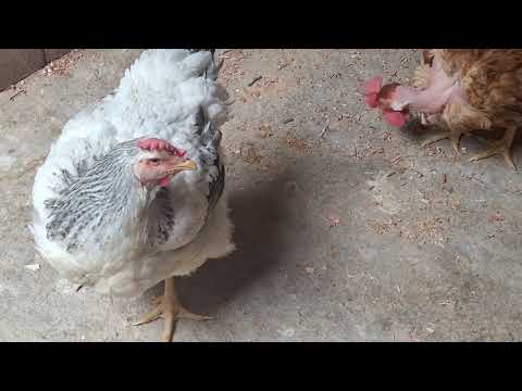 Enfermedades que puede atacar a tus gallinas