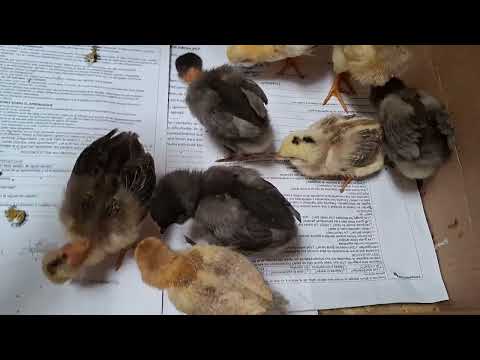 A qué edad se puede diferenciar si es gallina o gallos